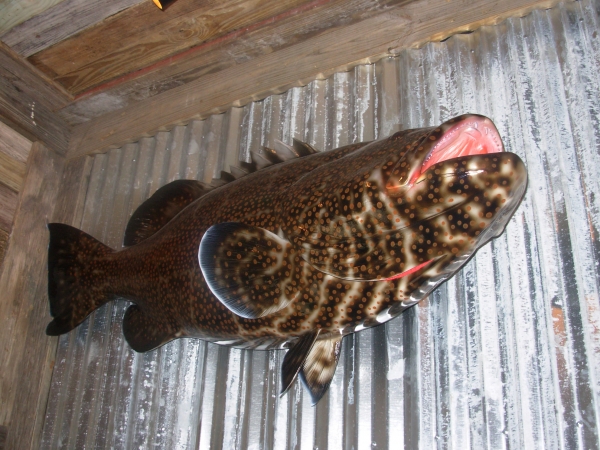Creation of Fish Soups or Shark Dreams: Step 6